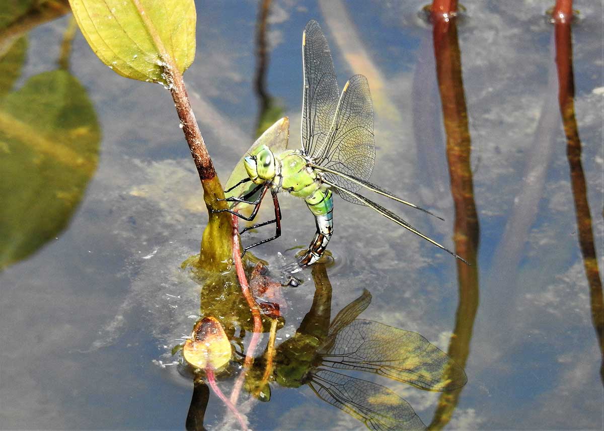 Anax_imperator